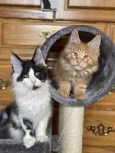 maine coon kitten siblings i am legend and zombie ⋆ Sassy Koonz Maine Coon Cattery maine coon kittens for sale