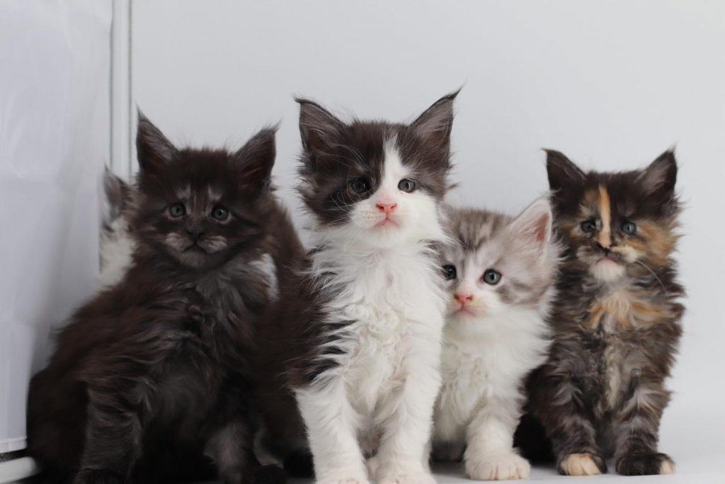 Sassy Koonz Maine Coon Kittens ⋆ Sassy Koonz Maine Coon Cattery multi cat household may cause litter box issues