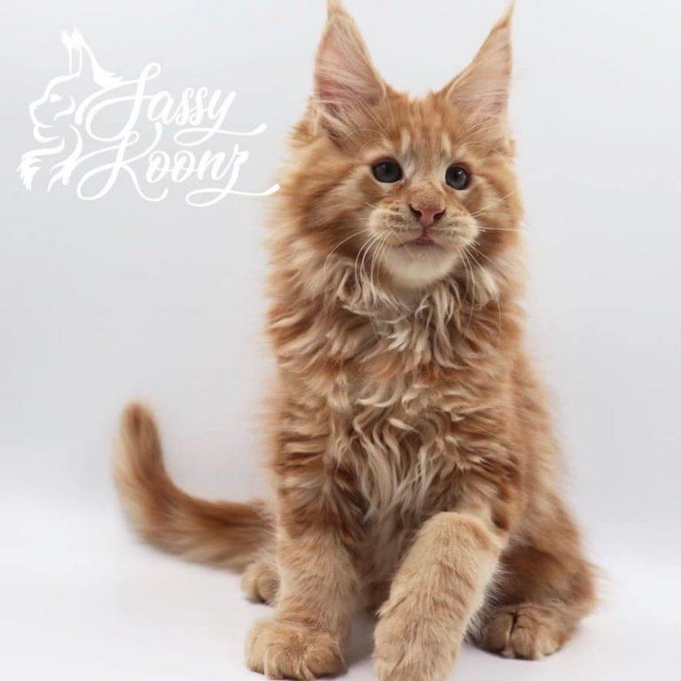 maine coon kittens