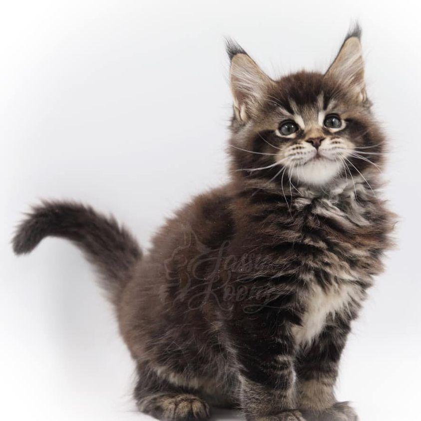 reznor ⋆ Sassy Koonz Maine Coon Cattery maine coon kittens