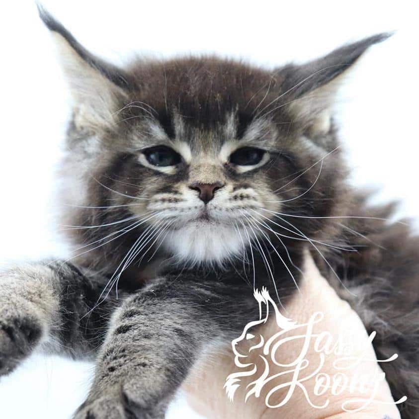 Sassy Koonz Reznor ⋆ Sassy Koonz Maine Coon Cattery maine coon kittens