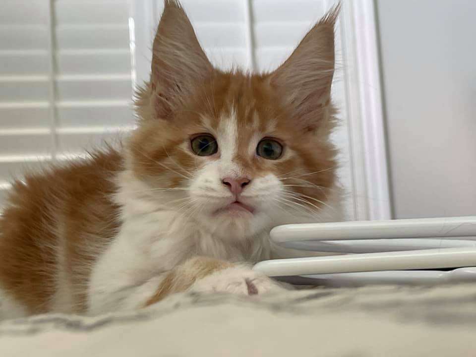 starface ⋆ Sassy Koonz Maine Coon Cattery maine coon kittens