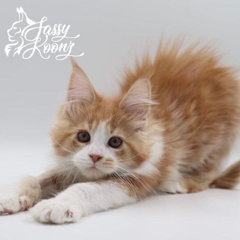 maine coon kittens