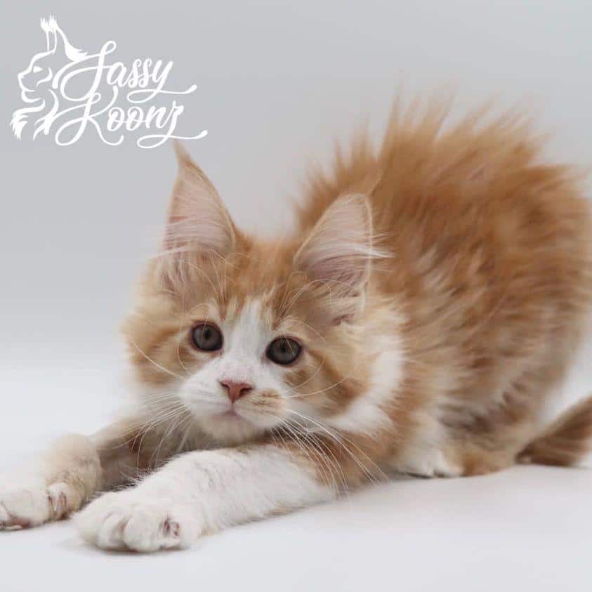voodoo ⋆ Sassy Koonz Maine Coon Cattery maine coon kittens