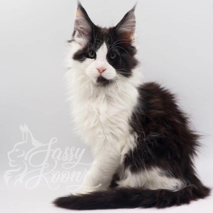 zombie ⋆ Sassy Koonz Maine Coon Cattery maine coon kittens