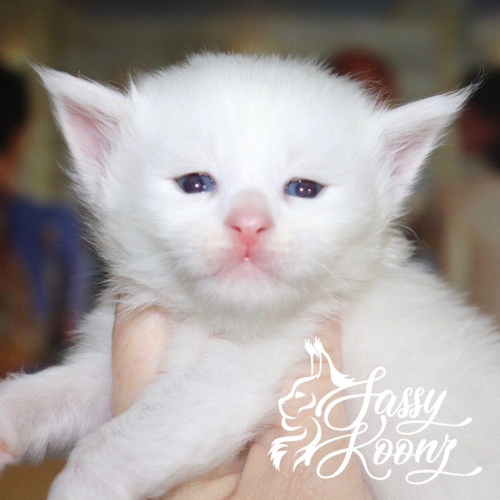 Bossa Nova ⋆ Sassy Koonz Maine Coon Cattery fluffy white maine coon kitten blue eyes