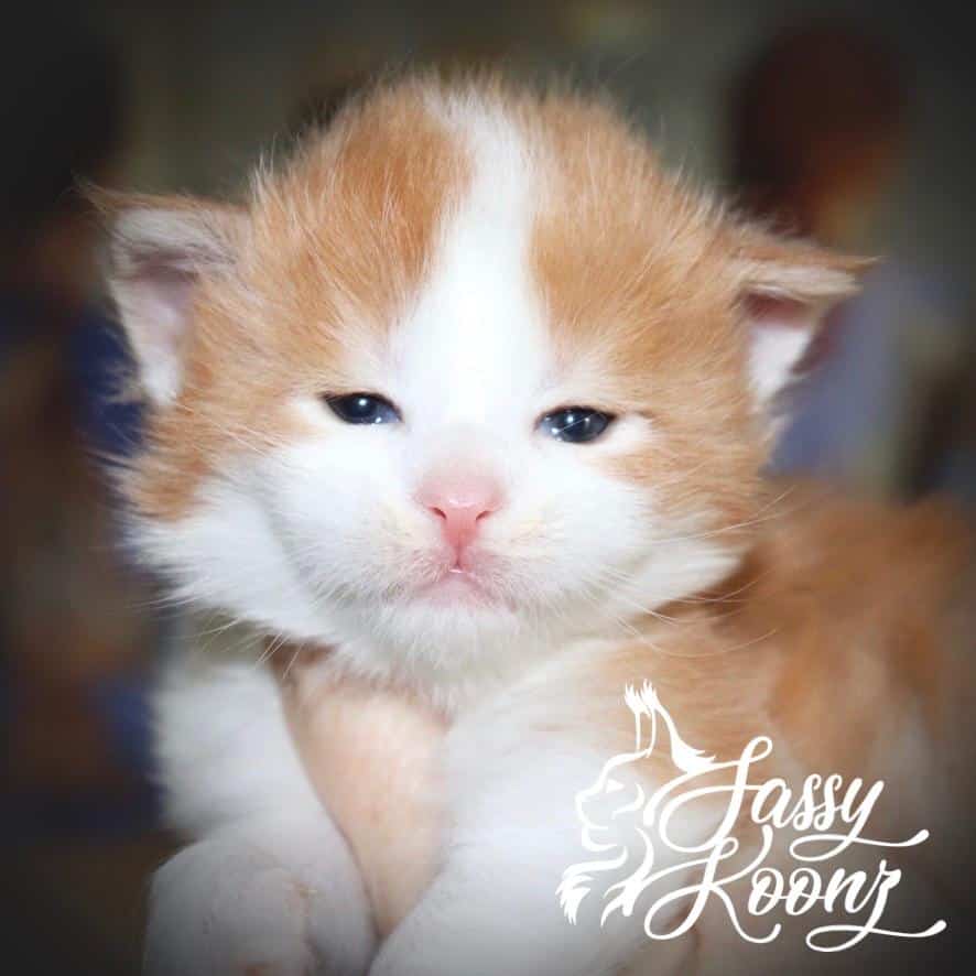 i Love You ⋆ Sassy Koonz Maine Coon Cattery Maine coon kittens