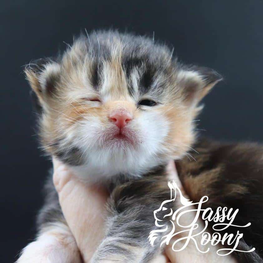 maine coon kittens for sale