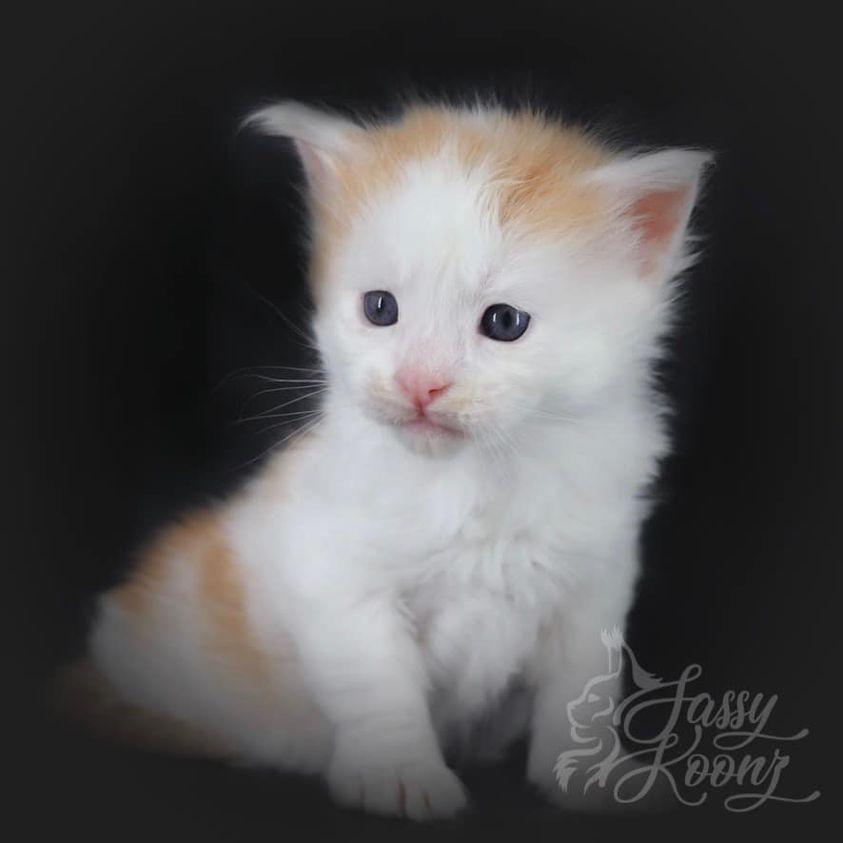242453340_2210130479294370_7098422682274554851_n ⋆ Sassy Koonz Maine Coon Cattery maine coon kittens