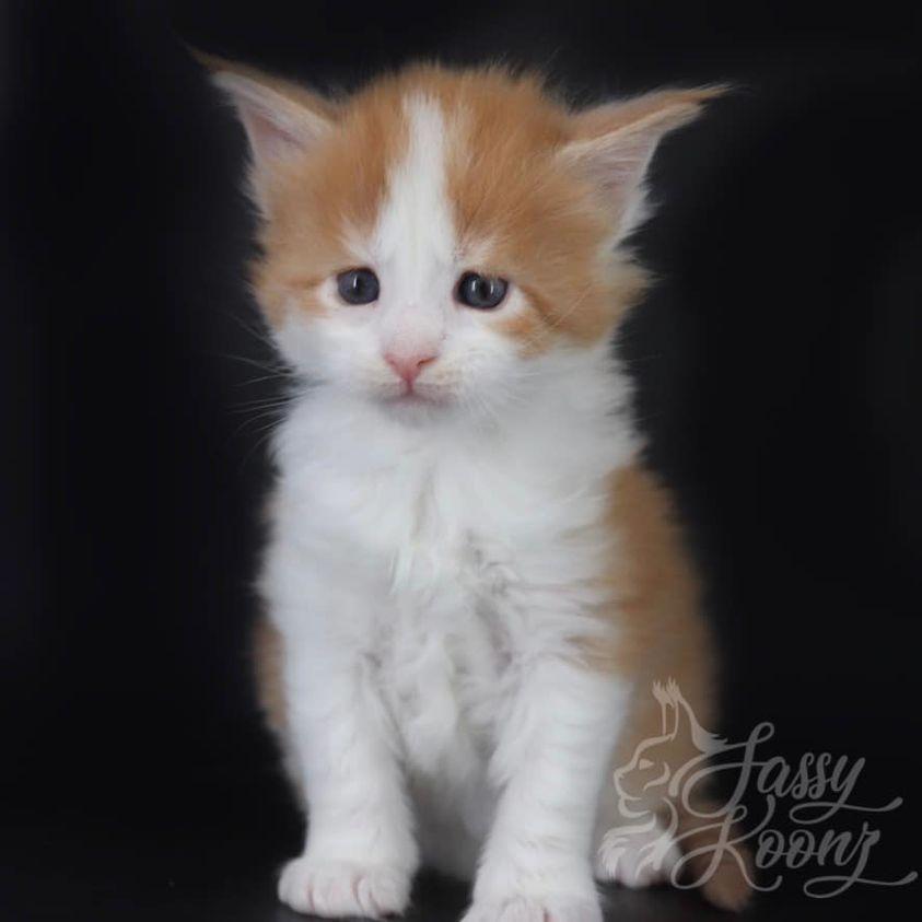 242790985_2210232355950849_634285388397702757_n ⋆ Sassy Koonz Maine Coon Cattery maine coon kittens