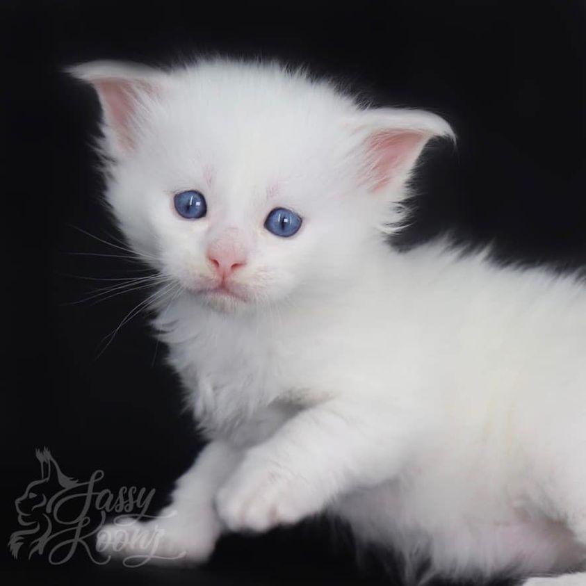 242877448_2209785699328848_7357454053219723325_n ⋆ Sassy Koonz Maine Coon Cattery maine coon kittens