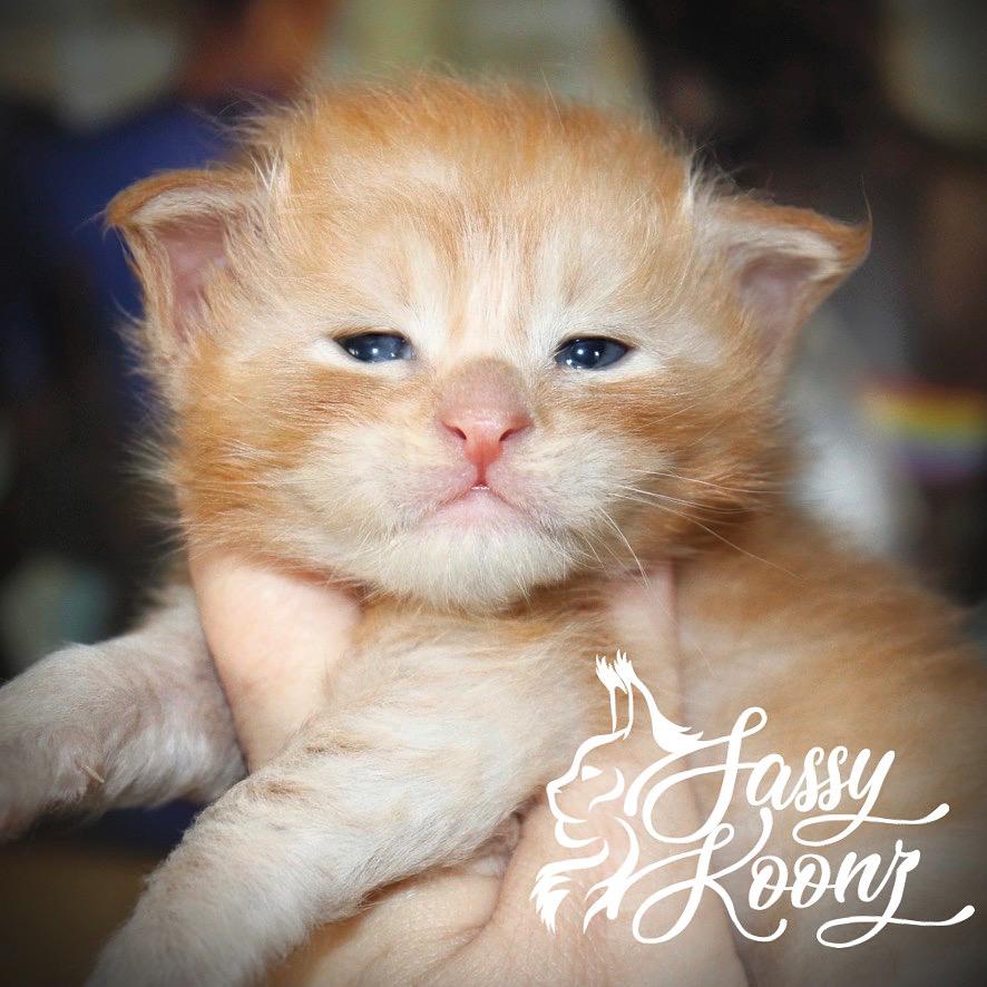 Finneas ⋆ Sassy Koonz Maine Coon Cattery maine coon kitten