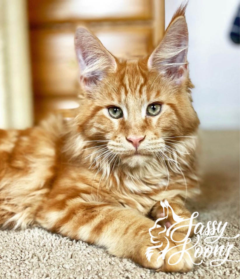Maine coon kittens for sale texas