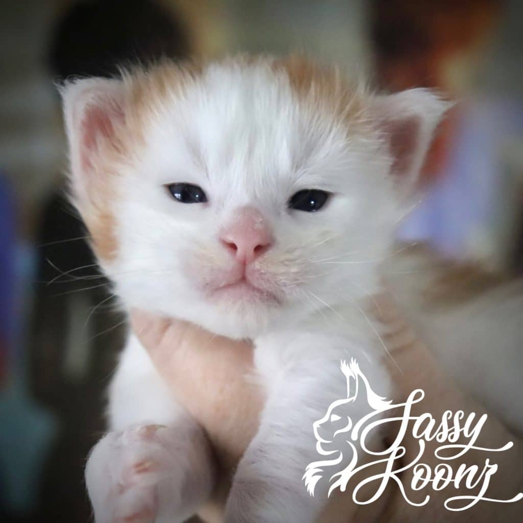 Bad Guy ⋆ Sassy Koonz Maine Coon Cattery maine coon kittens
