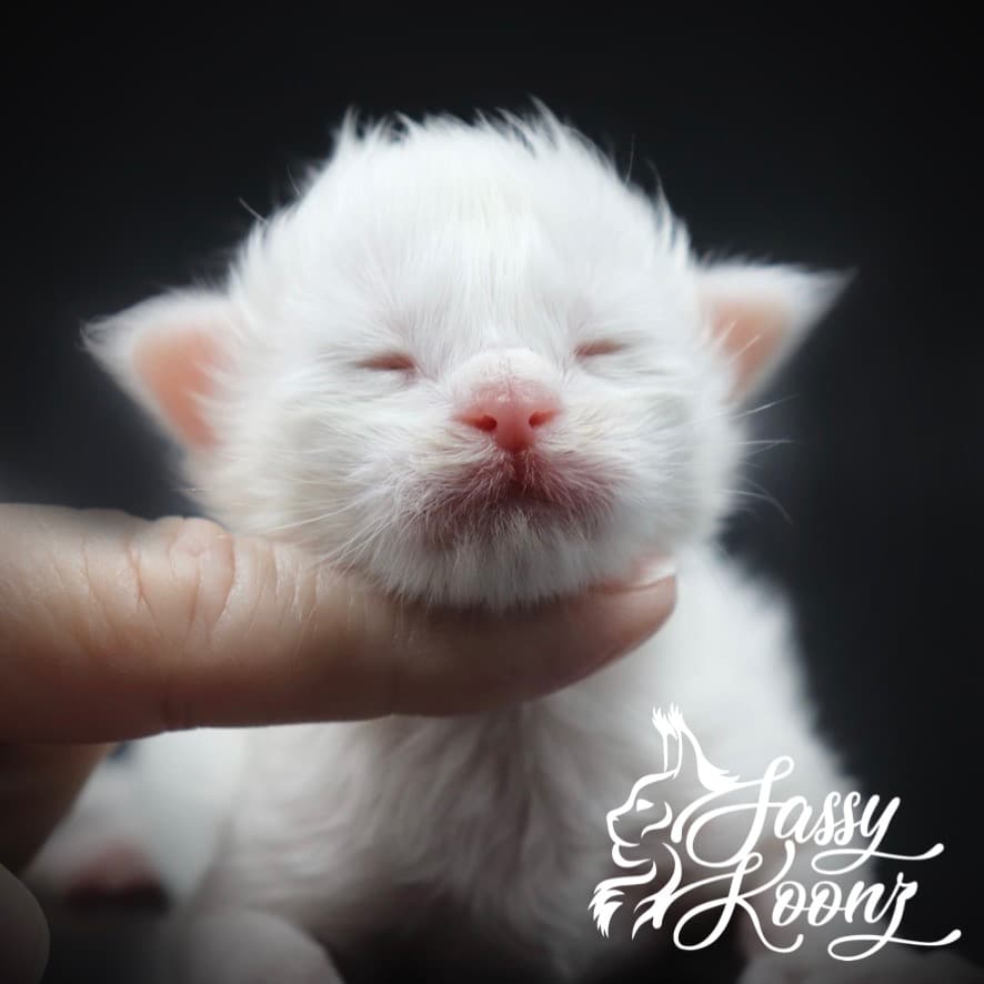 Copy Cat ⋆ Sassy Koonz Maine Coon Cattery White maine coon kittens