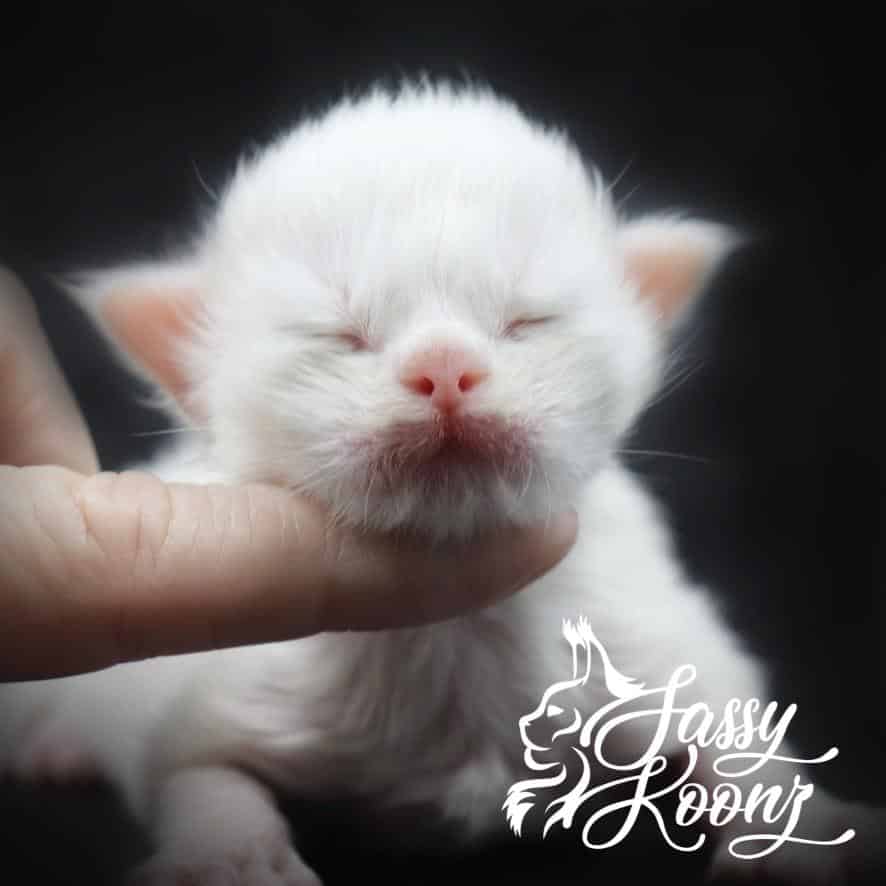 Billie ⋆ Sassy Koonz Maine Coon Cattery White maine coon kittens