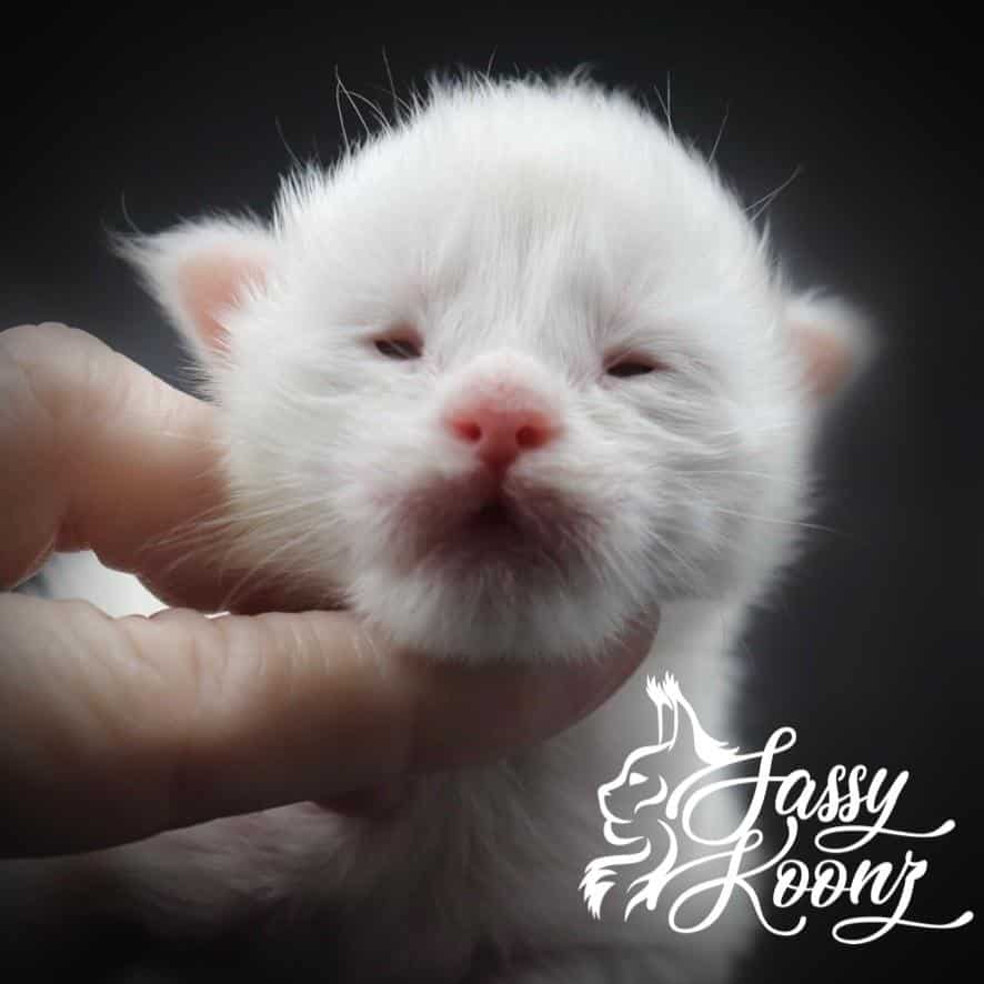Sassy Koonz Bossa Nova ⋆ Sassy Koonz Maine Coon Cattery White maine coon kittens newborn eyes barely open