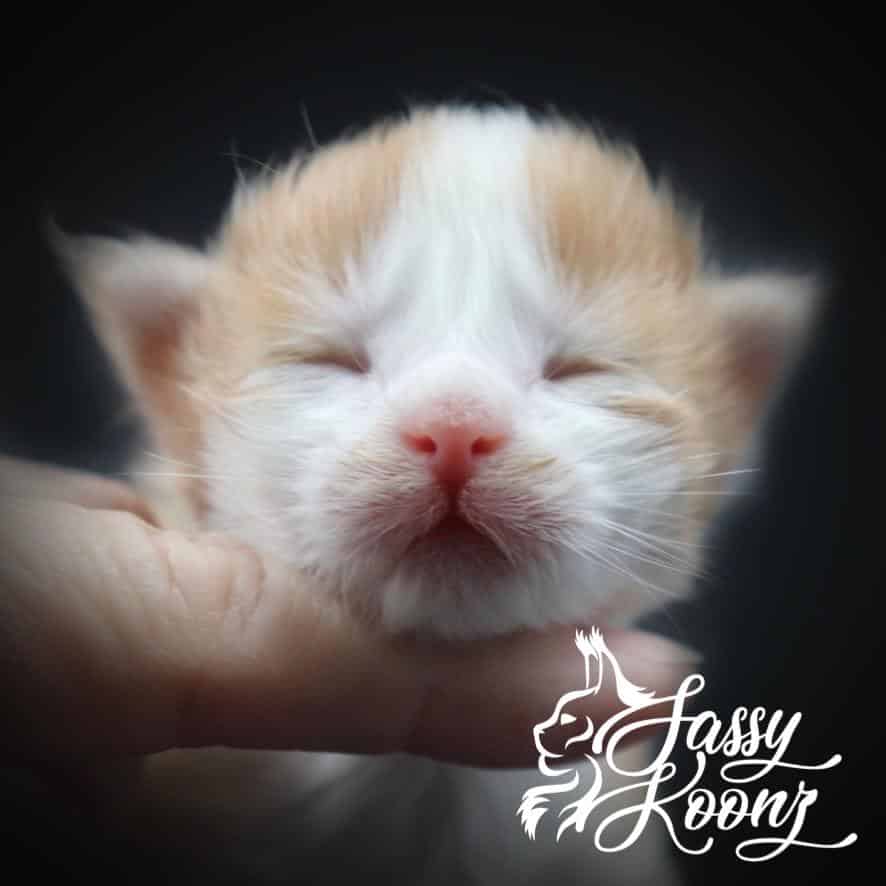 I Love You ⋆ Sassy Koonz Maine Coon Cattery maine coon kittens