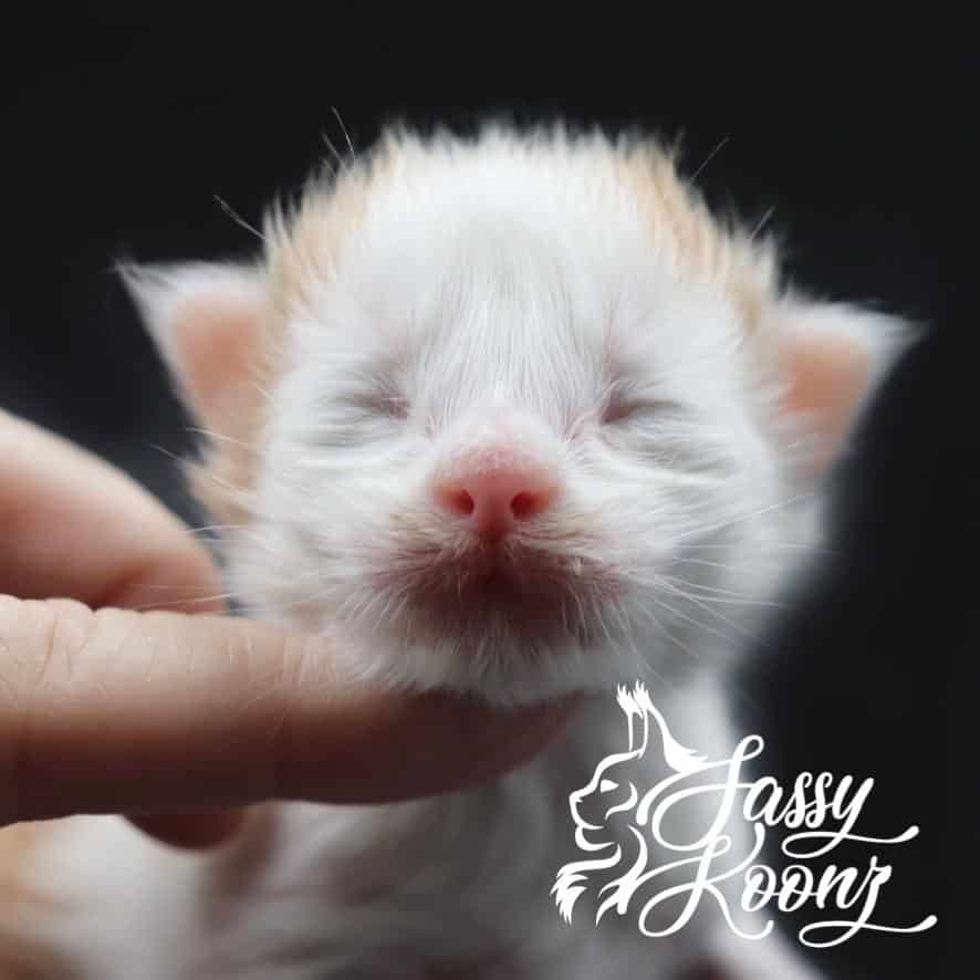 Bad Guy ⋆ Sassy Koonz Maine Coon Cattery maine coon kittens