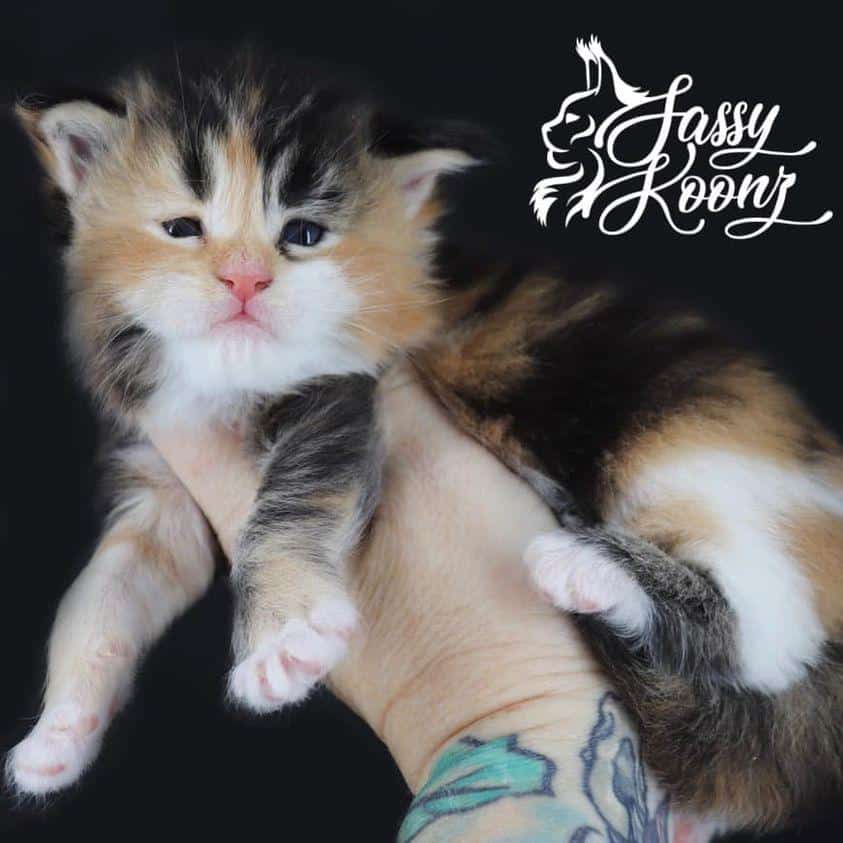 maine coon kittens
