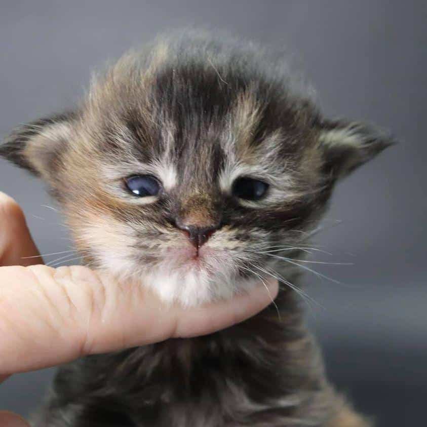November-Rain ⋆ Sassy Koonz Maine Coon Cattery maine coon kittens