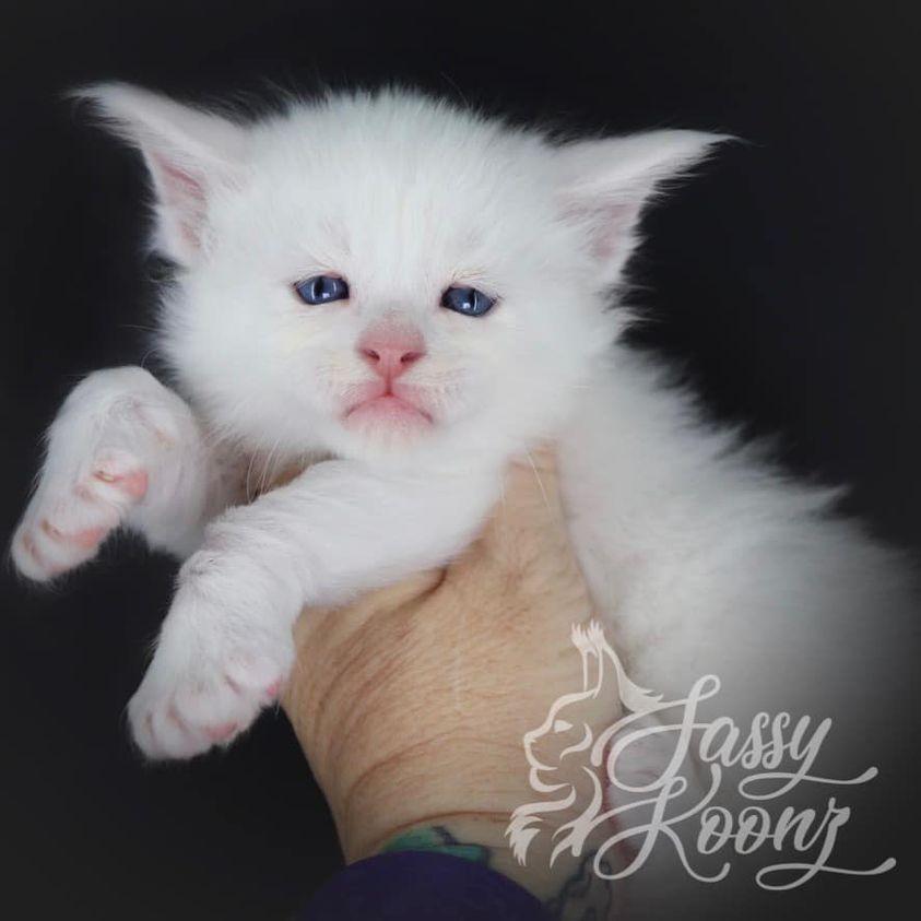 bossa-nova ⋆ Sassy Koonz Maine Coon Cattery maine coon kitten 4 weeks old bossa nova