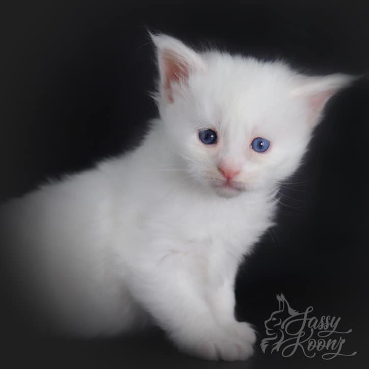 copycat-1 ⋆ Sassy Koonz Maine Coon Cattery Maine coon kittens for sale