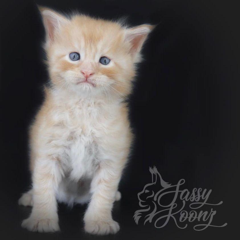 finneas ⋆ Sassy Koonz Maine Coon Cattery maine coon kittens
