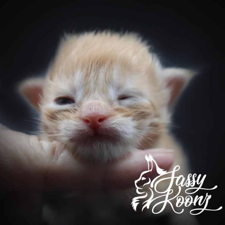 IMG_0266 ⋆ Sassy Koonz Maine Coon Cattery Maine coon kittens for sale