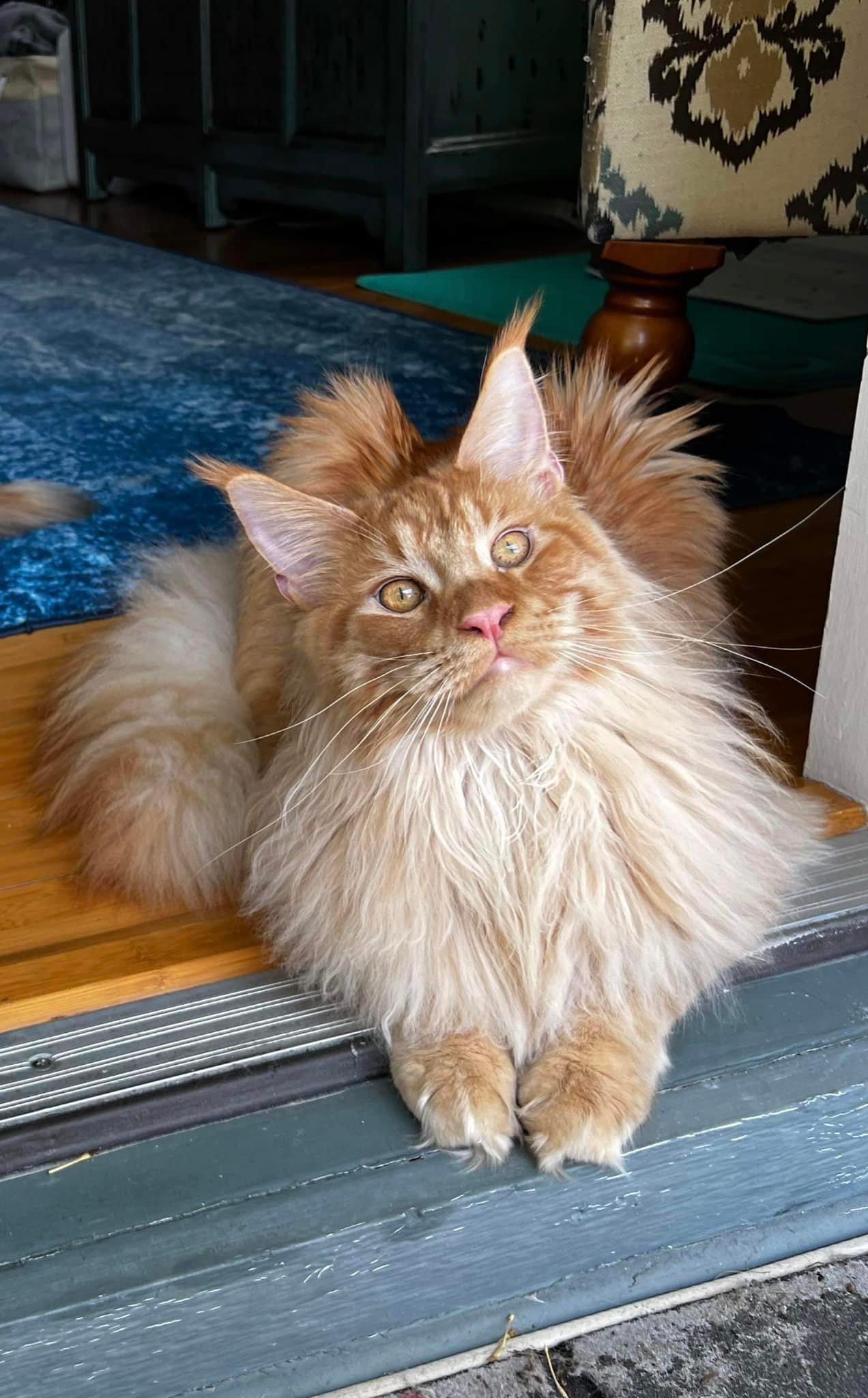 maine-coon-cat-05-24-01 ⋆ Sassy Koonz Maine Coon Cattery maine coon cat