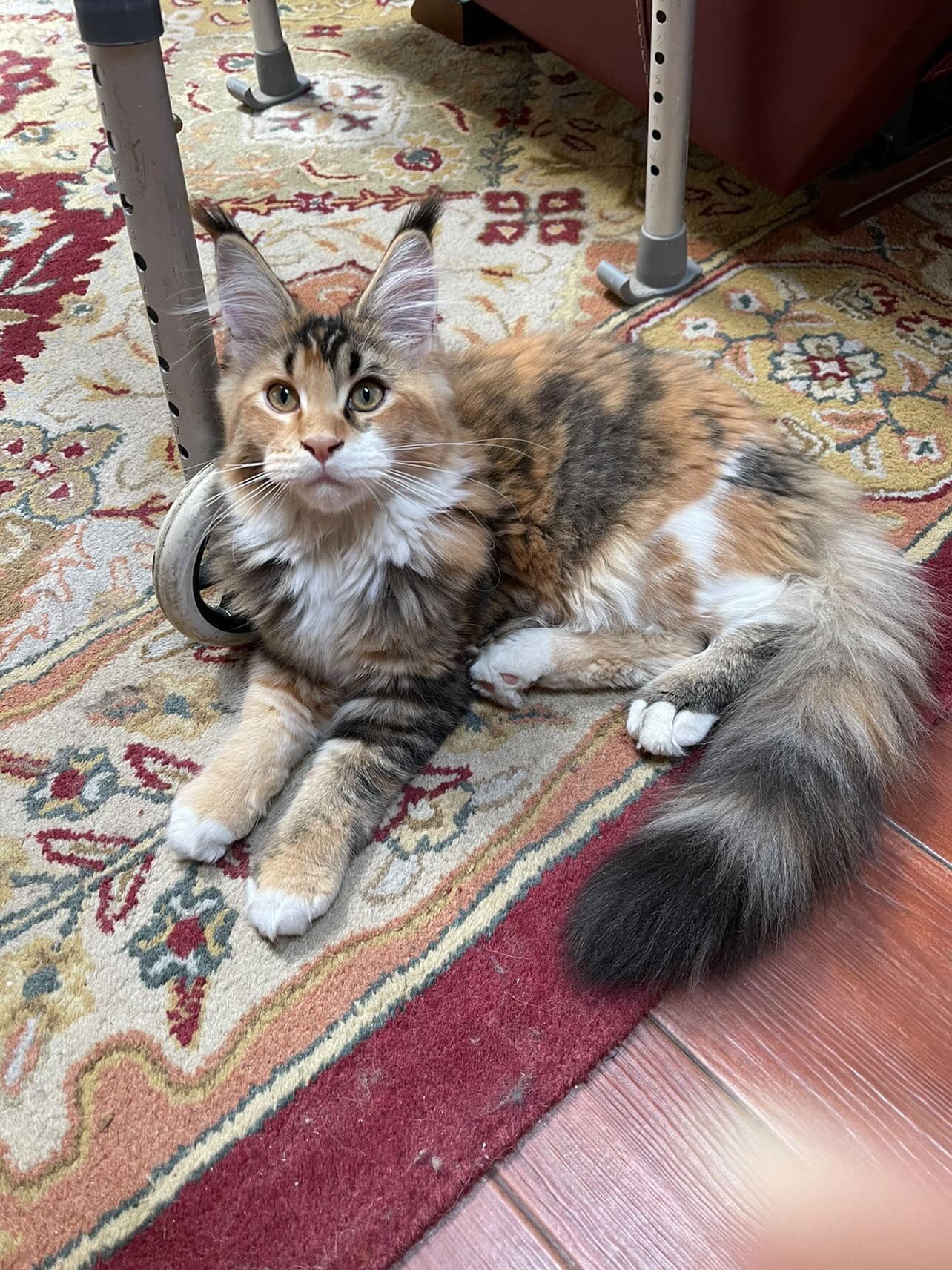 Maine-coon-cat ⋆ Sassy Koonz Maine Coon Cattery maine coon kittens for sale texas