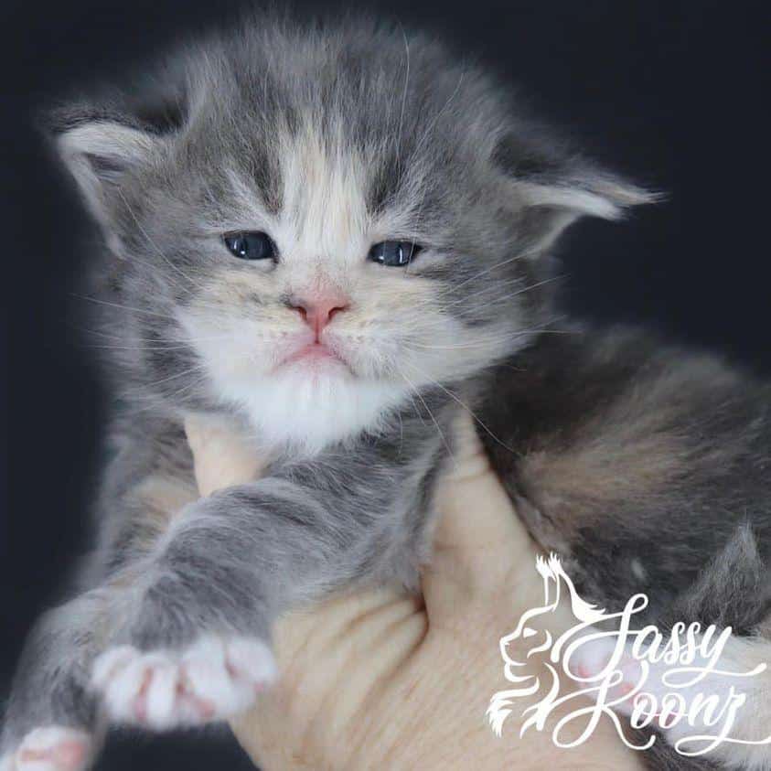 Maine Coon Kittens for Sale ⋆ Sassy Koonz Maine Coon Cattery maine coon kittens