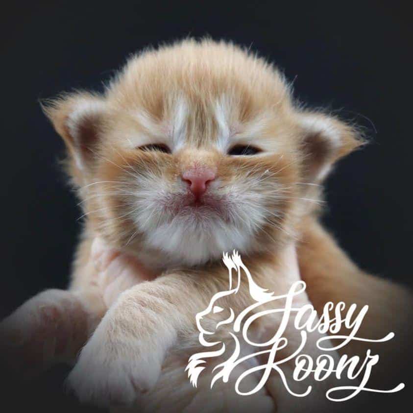 Maine Coon Kittens for Sale ⋆ Sassy Koonz Maine Coon Cattery maine coon kittens