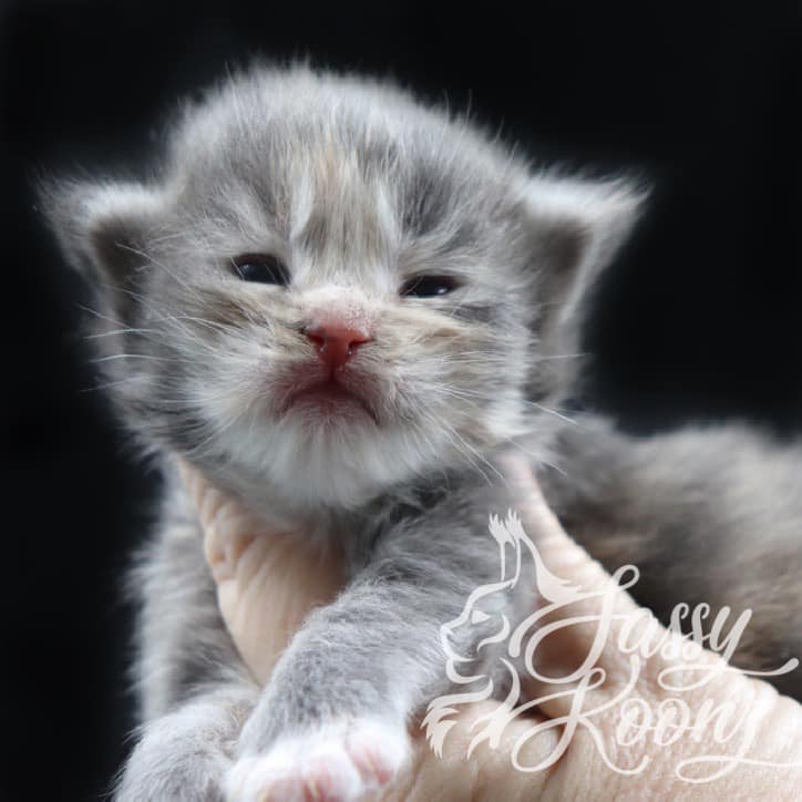 Maine Coon Kittens for Sale ⋆ Sassy Koonz Maine Coon Cattery maine coon kittens