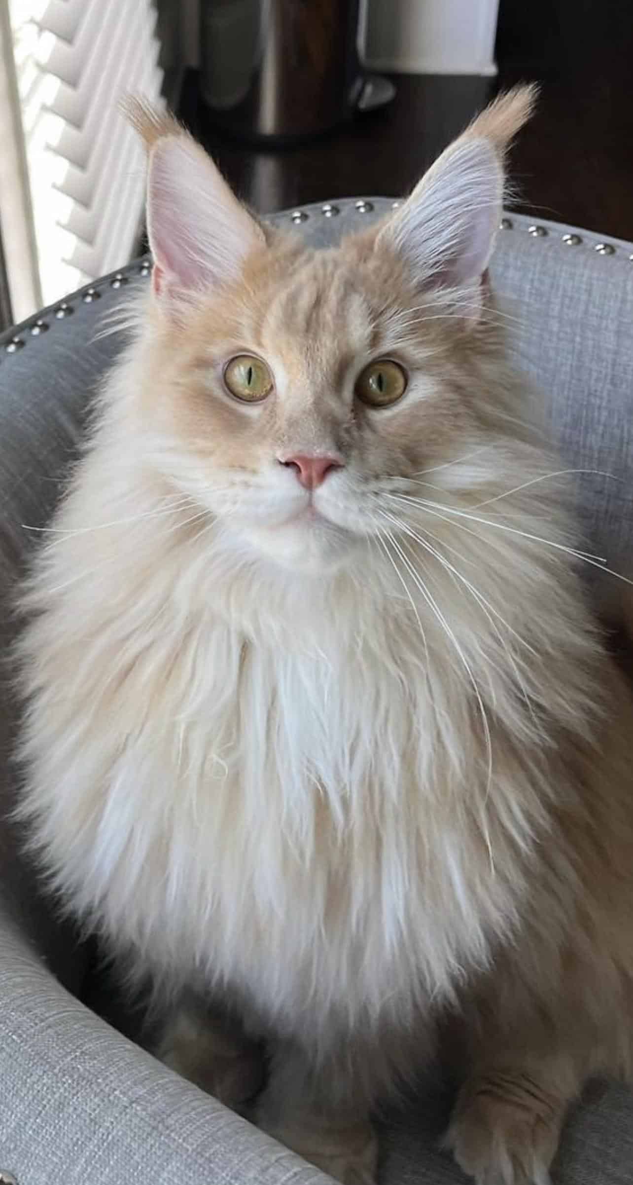 maine-coon-kittens ⋆ Sassy Koonz Maine Coon Cattery maine coon kittens