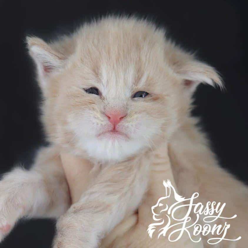 mr.-brownstone-1 ⋆ Sassy Koonz Maine Coon Cattery maine coon kittens