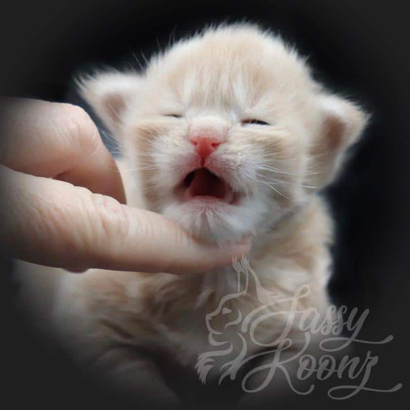 mr.brownstone ⋆ Sassy Koonz Maine Coon Cattery maine coon kittens