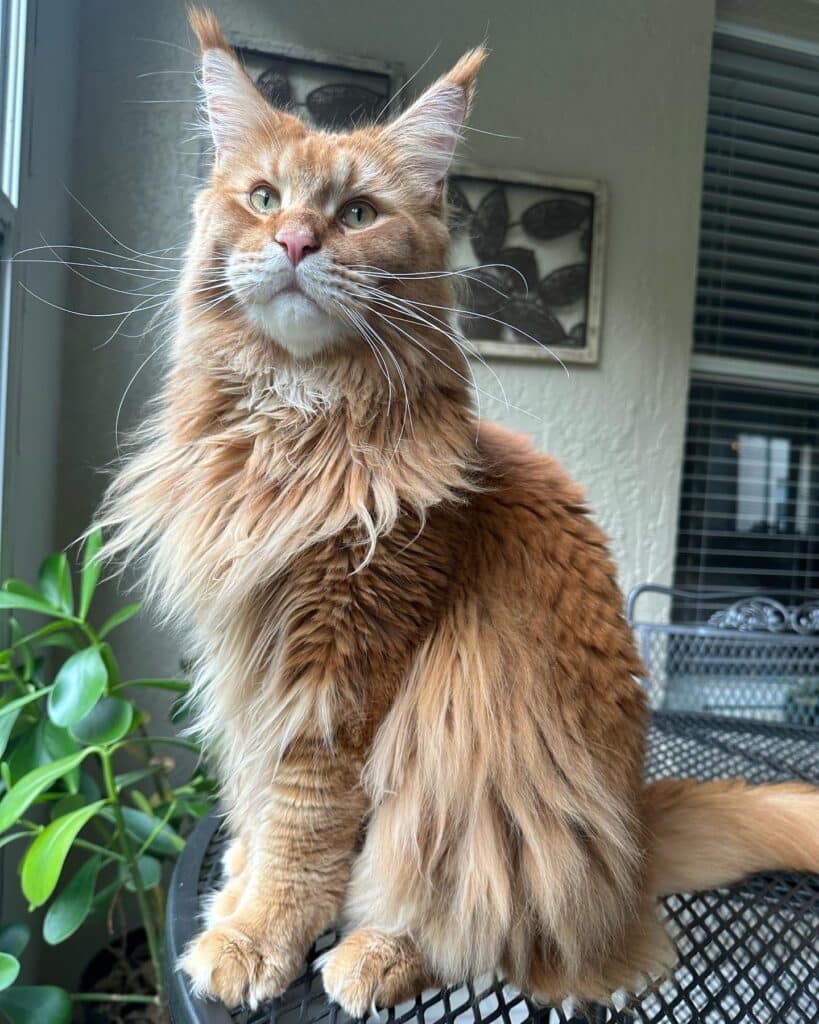 orange-maine-coon-slash-tall-proud ⋆ Sassy Koonz Maine Coon Cattery orange maine coon slash standing tall and proud