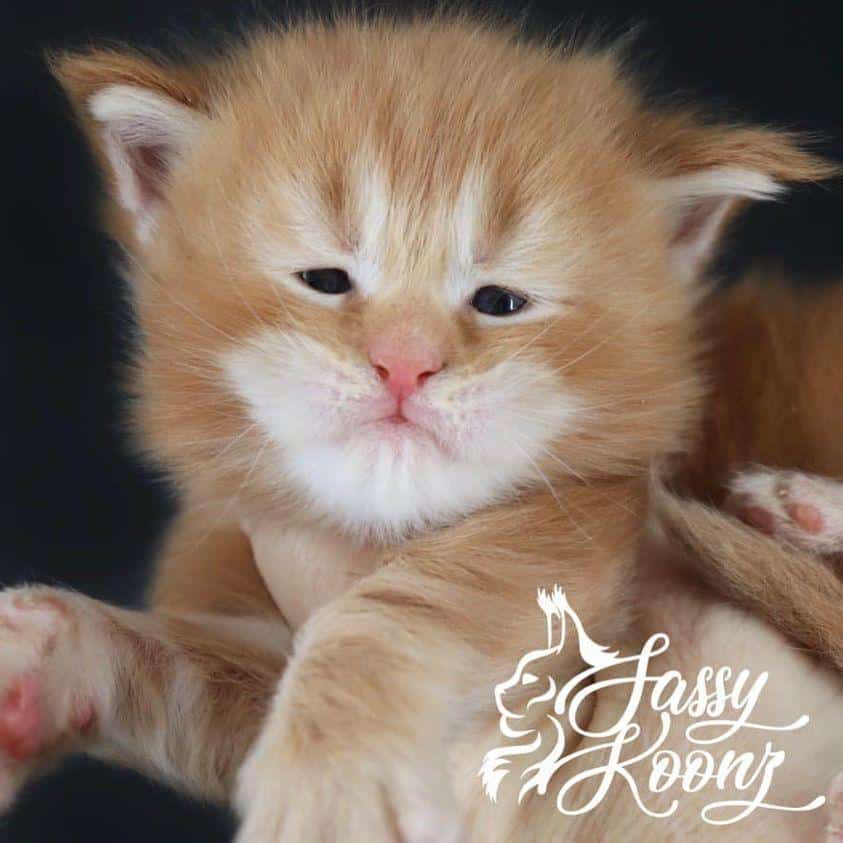 slash-1 ⋆ Sassy Koonz Maine Coon Cattery maine coon kittens