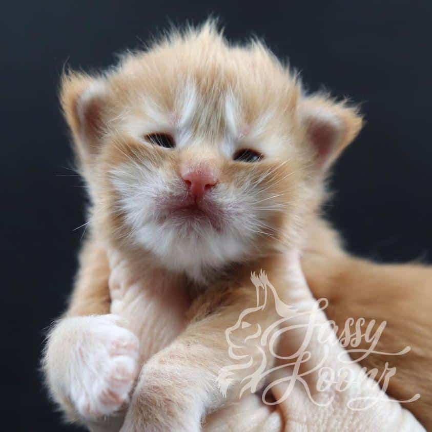 slash ⋆ Sassy Koonz Maine Coon Cattery maine coon kittens