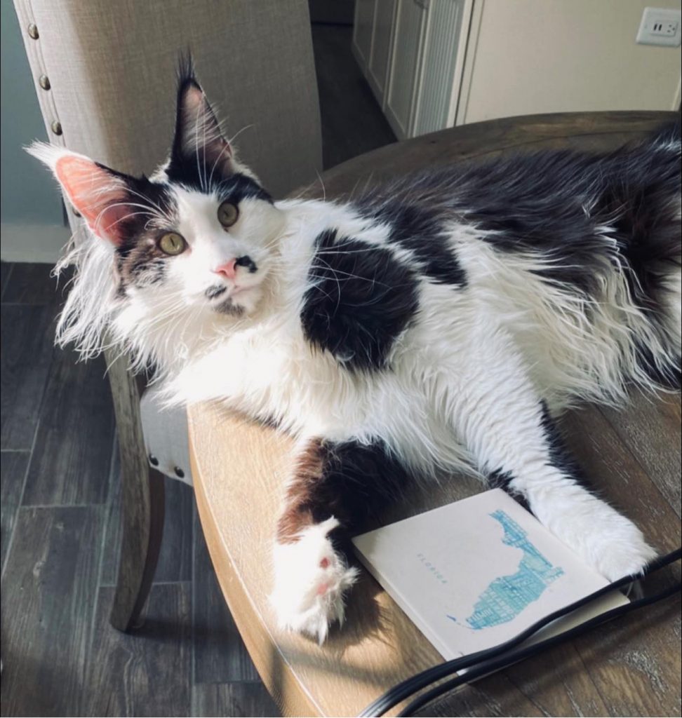 Trumpy Bear - Black And White ⋆ Sassy Koonz Maine Coon Cattery black and white maine coon