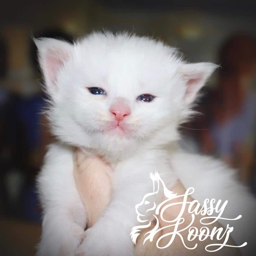 Copycat - White Maine Coon ⋆ Sassy Koonz Maine Coon Cattery white maine coon