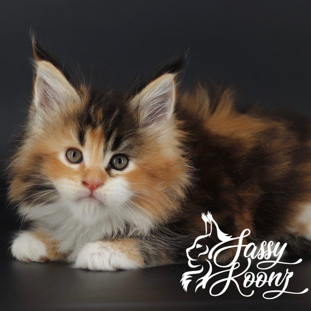 Maine Coon Cat for Sale ⋆ Sassy Koonz Maine Coon Cattery maine coon kittens for sale texas