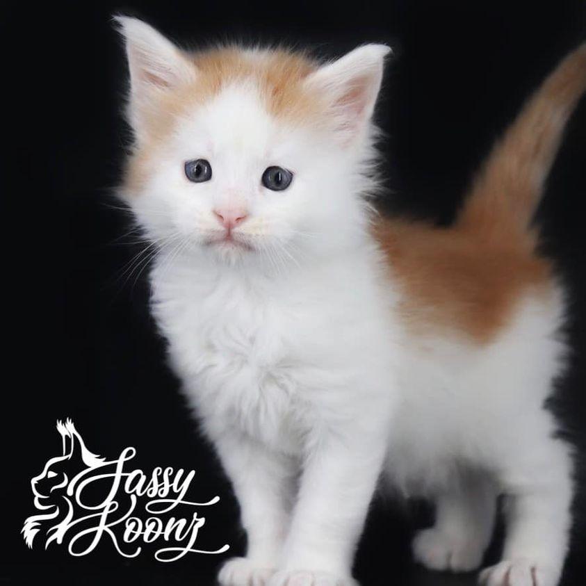 bad-guy ⋆ Sassy Koonz Maine Coon Cattery maine coon kittens