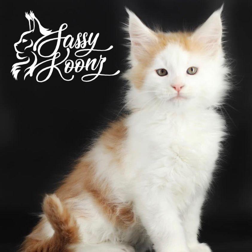 badguy ⋆ Sassy Koonz Maine Coon Cattery maine coon kittens