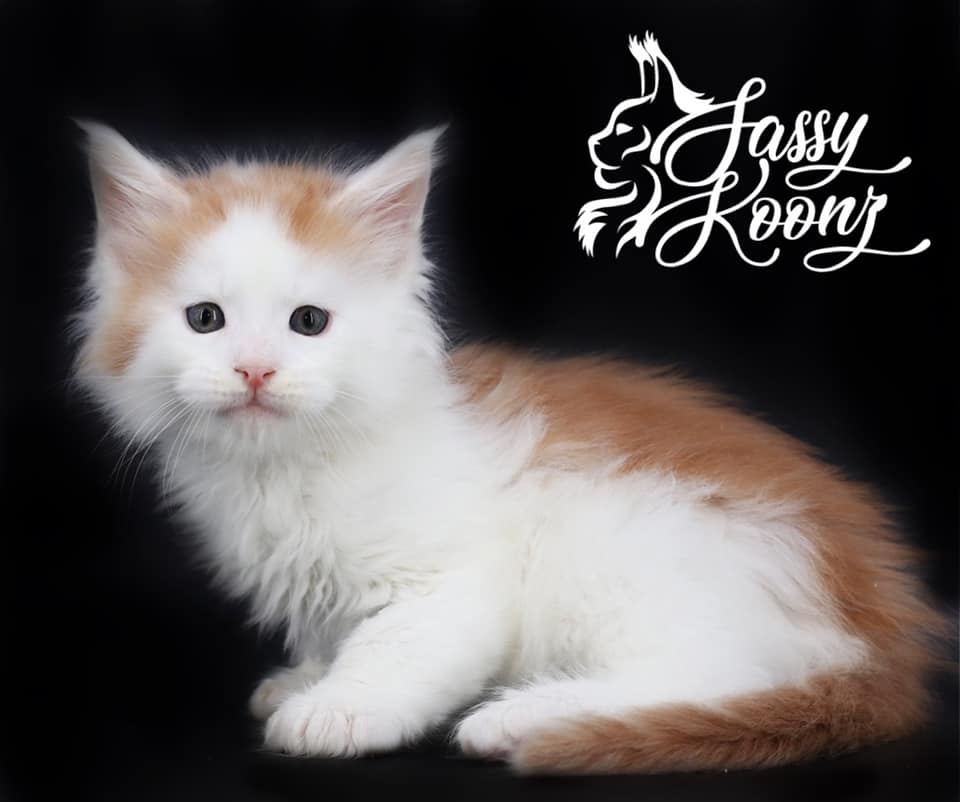 badguymainecoon ⋆ Sassy Koonz Maine Coon Cattery maine coon kittens