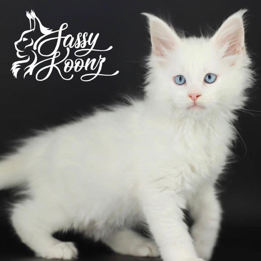 billie-1 ⋆ Sassy Koonz Maine Coon Cattery white maine coon kitten Billie walking away