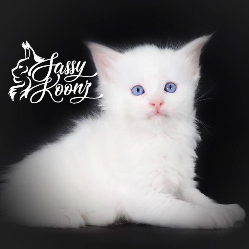 billie ⋆ Sassy Koonz Maine Coon Cattery white maine coon kitten