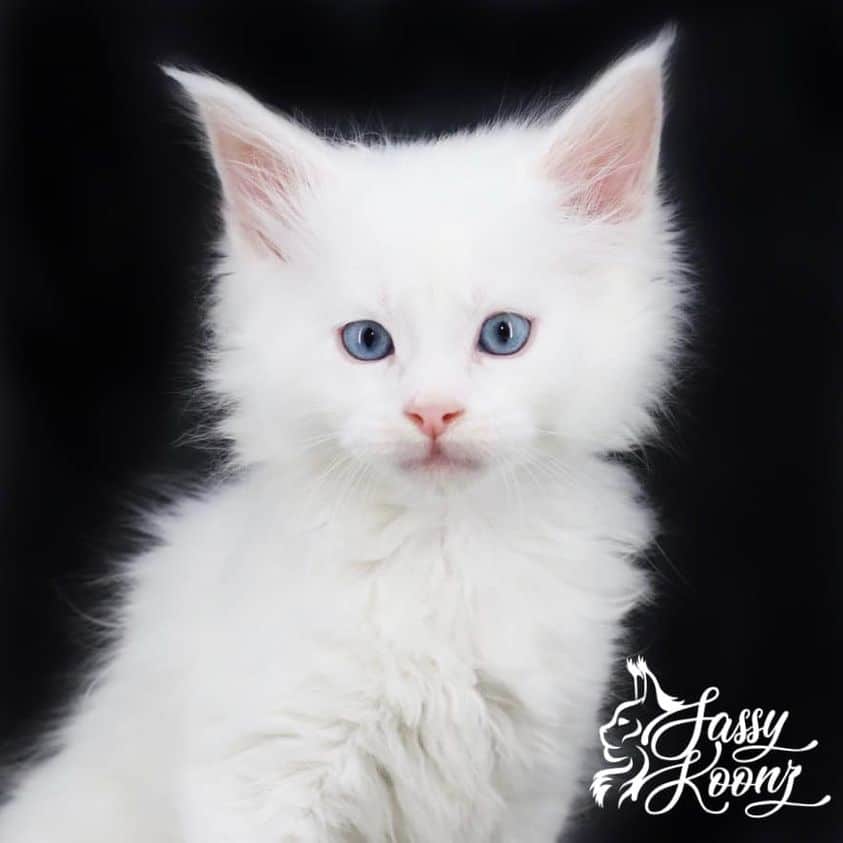 billiemainecoon ⋆ Sassy Koonz Maine Coon Cattery white maine coon kittens