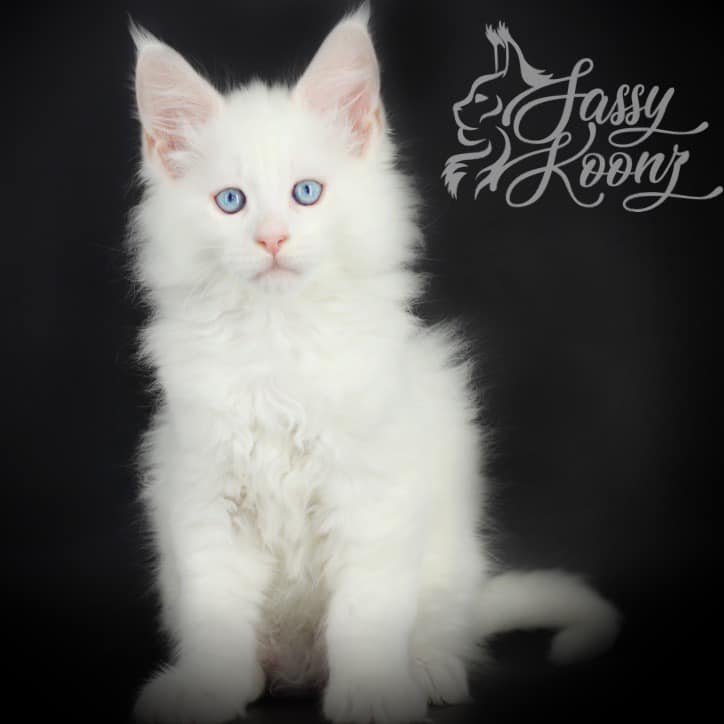 bossa-nova ⋆ Sassy Koonz Maine Coon Cattery white maine coon bossa nova 7 weeksc old